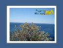 capsounion016.jpg