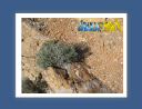 capsounion026.jpg